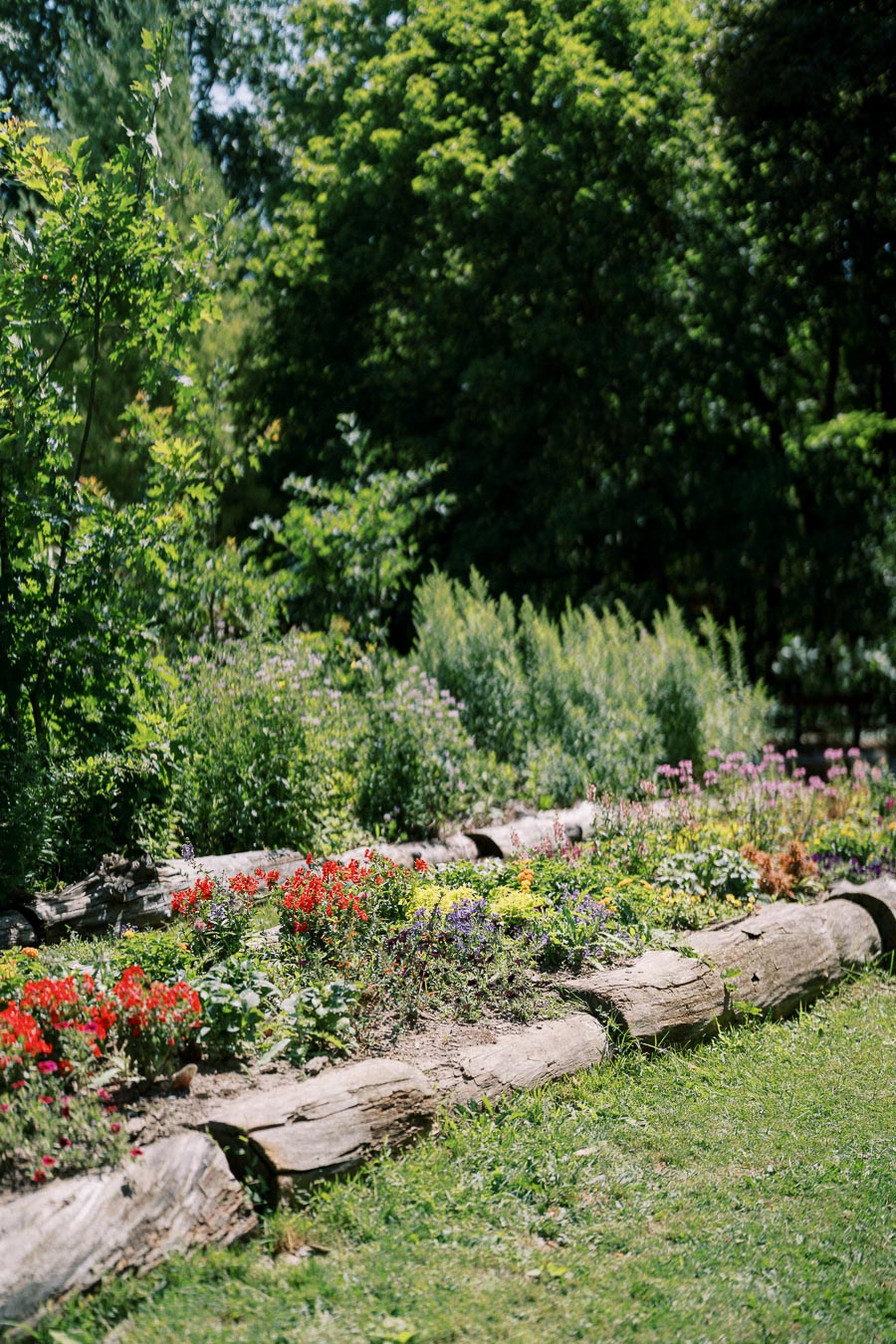Woodland garden with log borders featuring colorful flowers and lush green foliage on a sunny day.