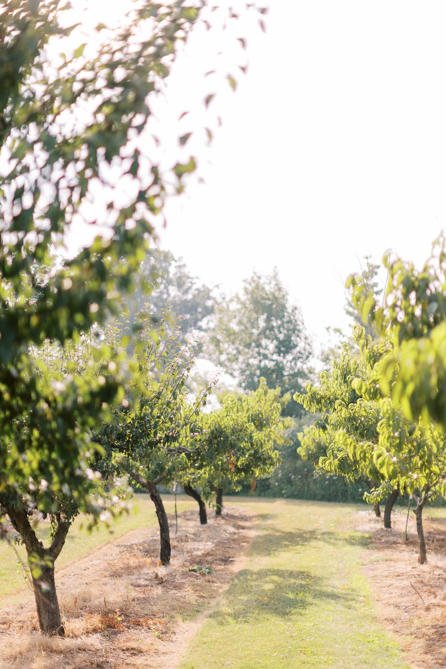 Orchard with rows of lush green trees under a bright sky, highlighting a serene agricultural landscape.
