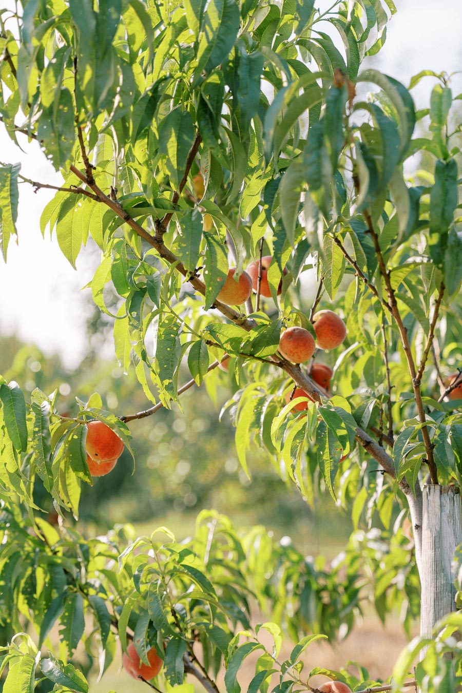 Vibrant peach tree with ripe peaches surrounded by lush green leaves in a sunlit orchard, showcasing fresh summer produce.