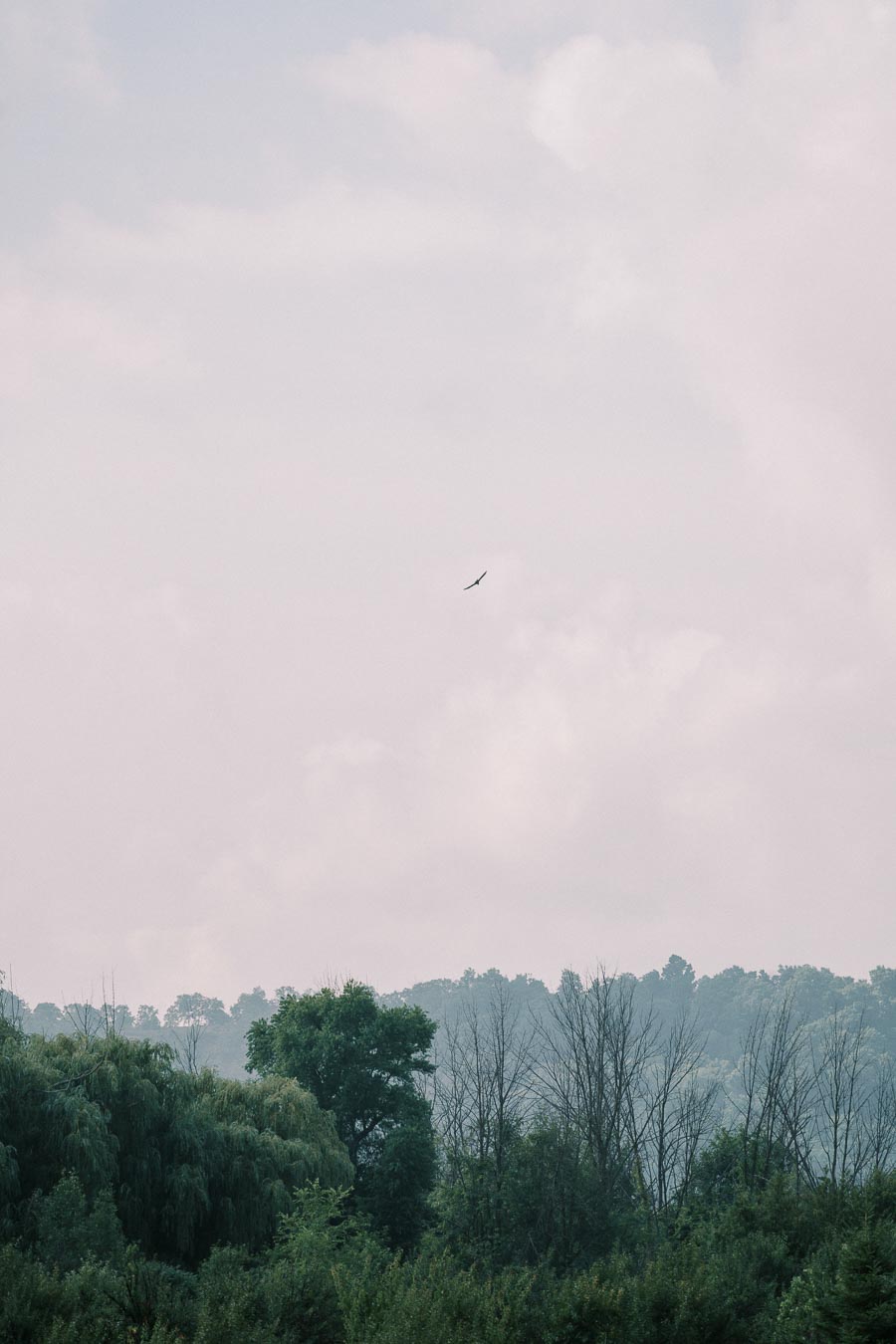 A scenic view of lush green trees against a cloudy sky, with a bird soaring high, capturing the essence of serenity in nature.