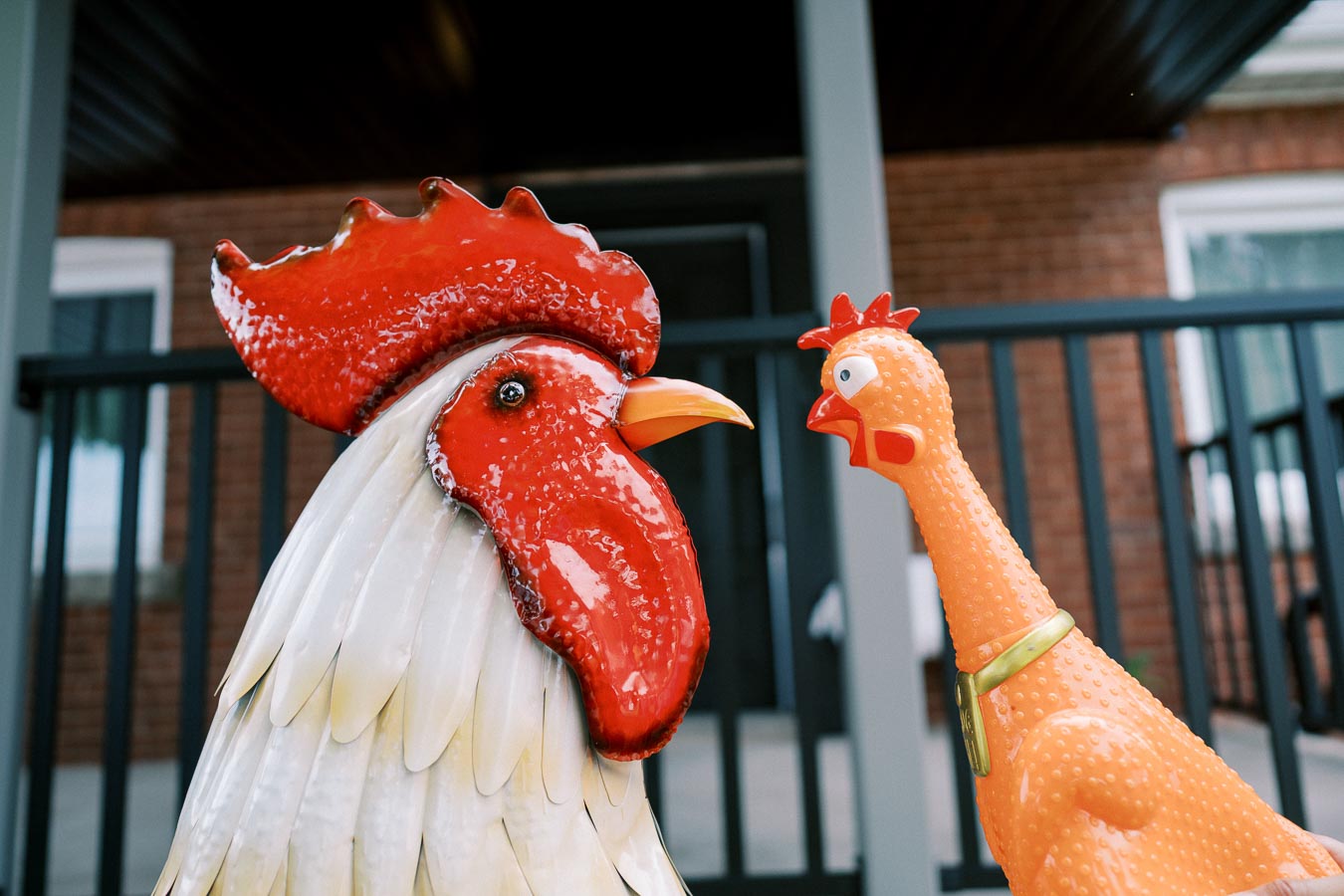 Ceramic rooster facing rubber chicken in humorous outdoor setting.