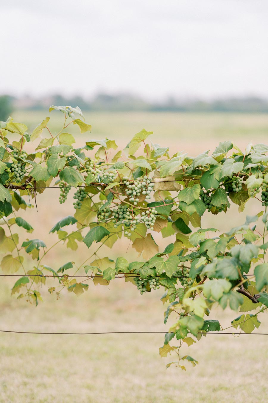 Vineyard with lush green grapevines and unripe grapes against a blurred rural landscape, showcasing early wine production stages.