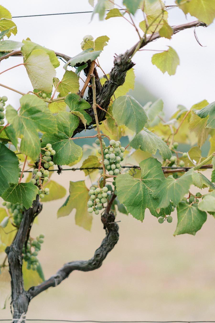 Close-up of green grapes growing on a vine with lush green leaves, showcasing healthy grape clusters in a vineyard setting.