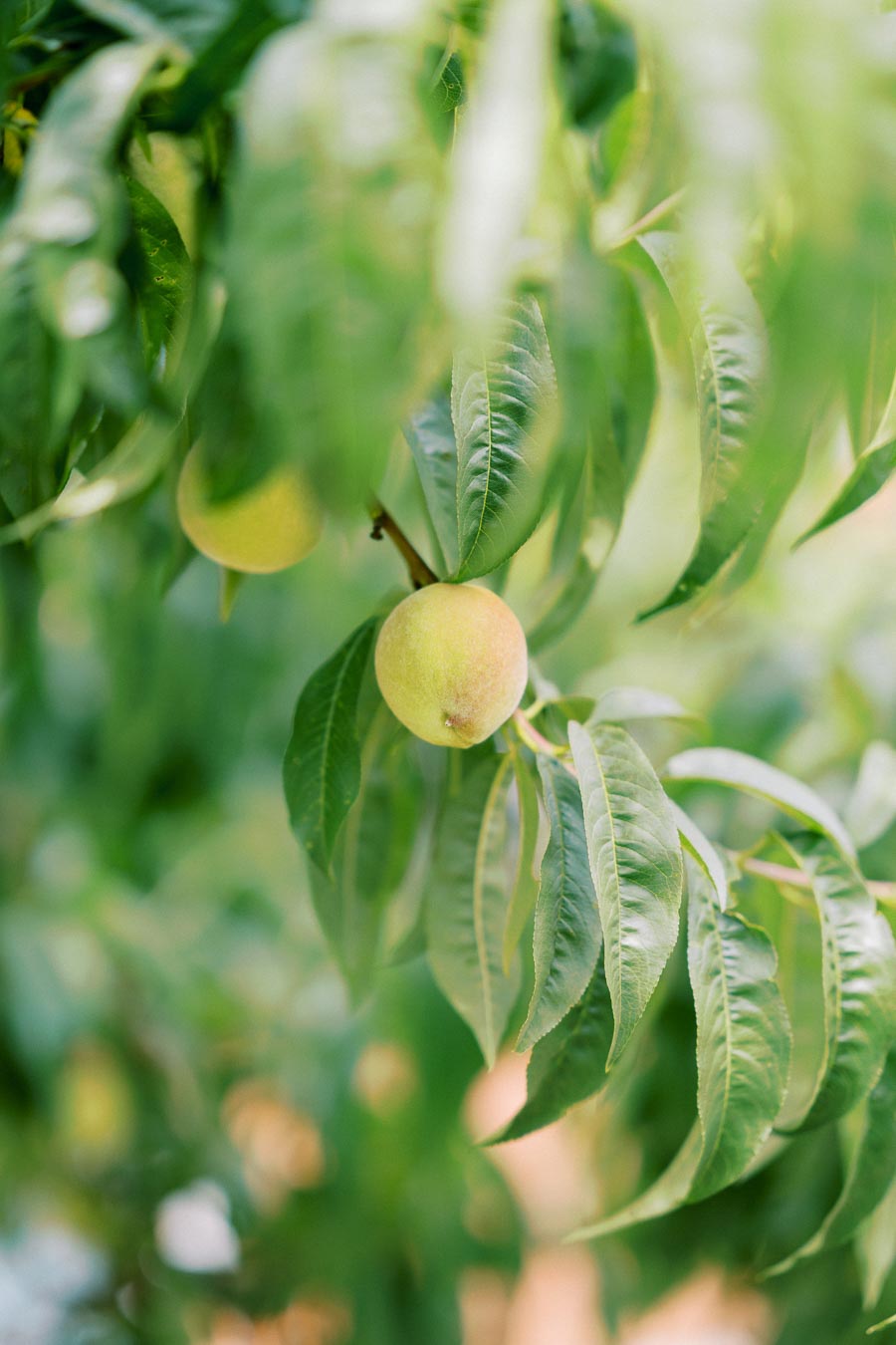 Close-up of peaches growing on a tree with green leaves, showcasing fresh and ripe fruit in a natural orchard setting.