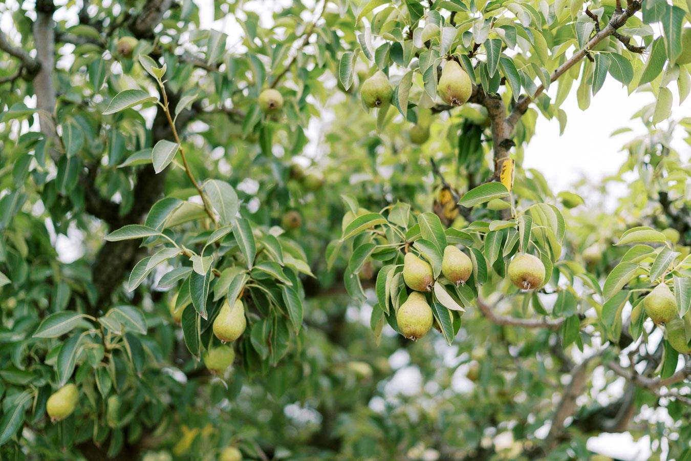 Lush pear tree with ripe green pears hanging among vibrant green leaves, showcasing a healthy orchard setting.