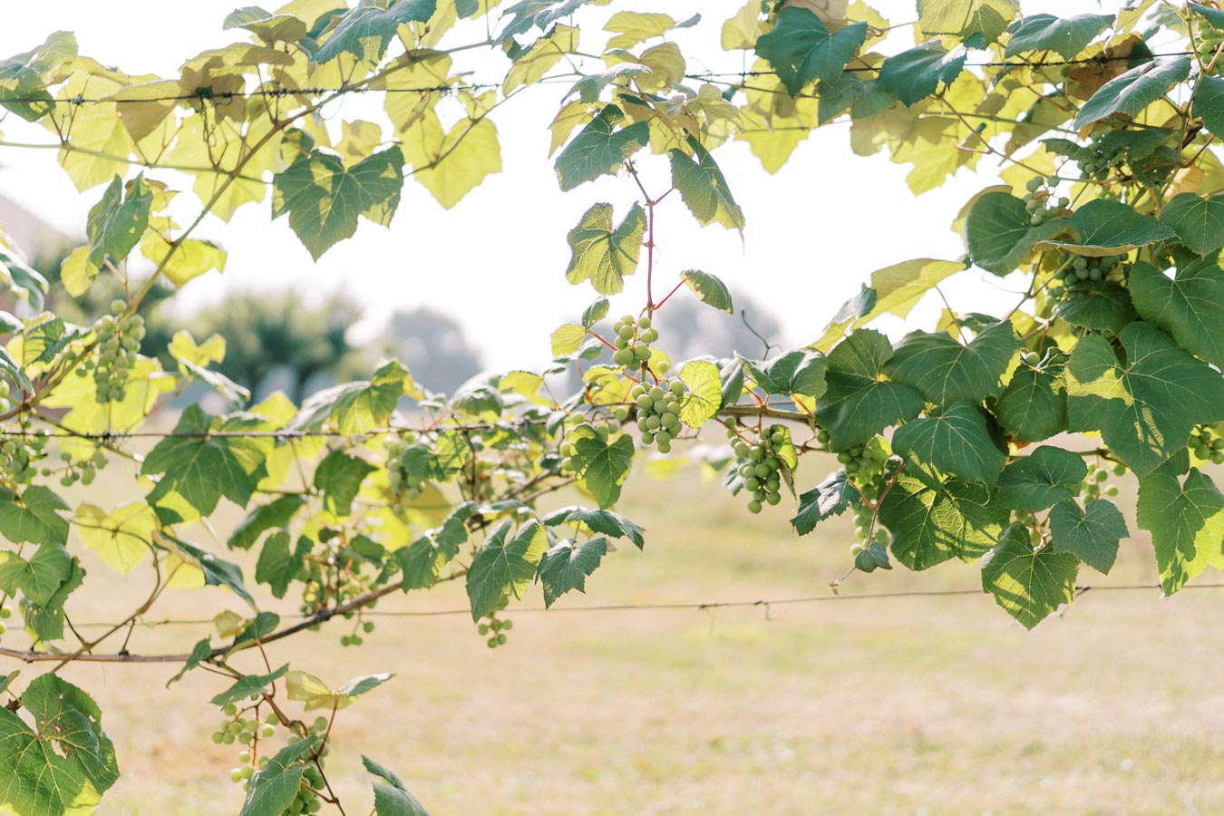 Sunlit vineyard scene with a lush grapevine displaying vibrant green leaves and clusters of unripe green grapes, set against a blurred background of a grassy field.
