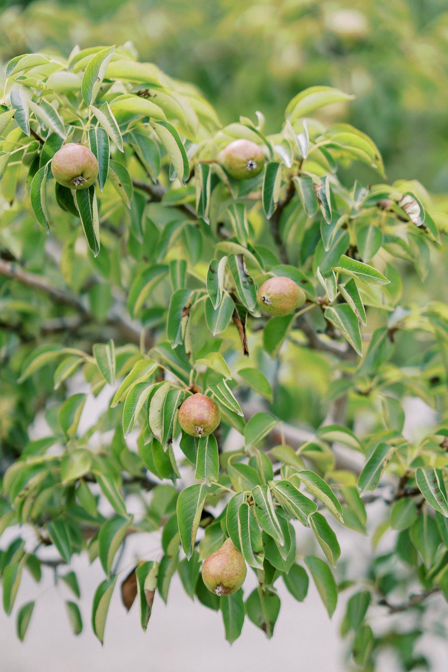 Close-up of a pear tree branch with ripe pears and lush green leaves, set against a blurred background.