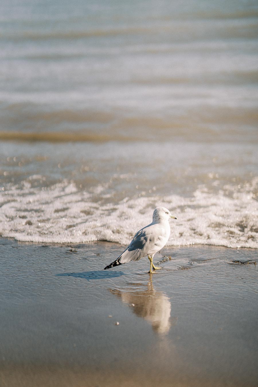 Seagull standing on a sandy beach with gentle ocean waves in the background, reflecting the bird's silhouette on the wet sand.