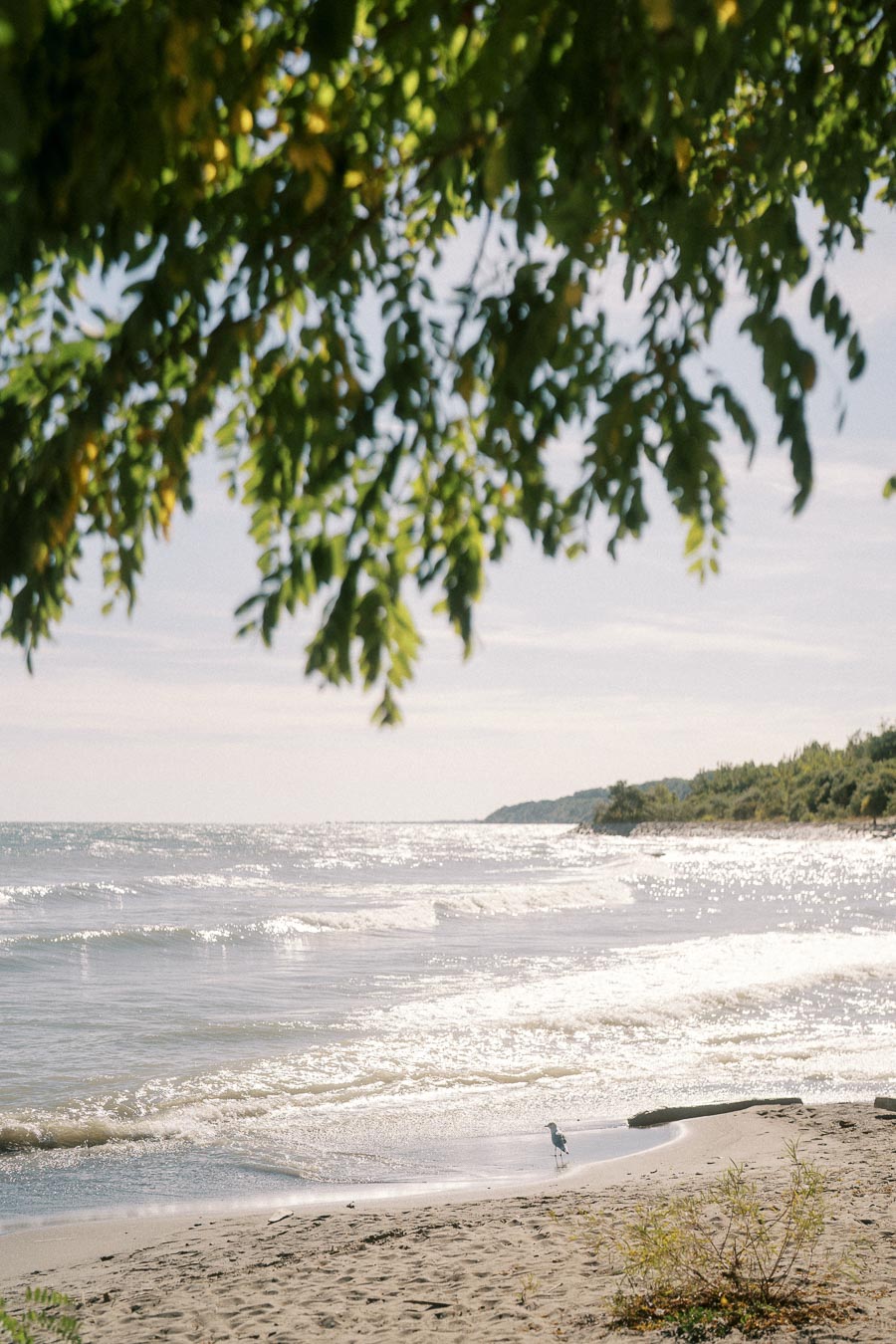 Serene beach scene with waves gently lapping against the shore under a sunny sky, framed by lush green tree branches overhead.