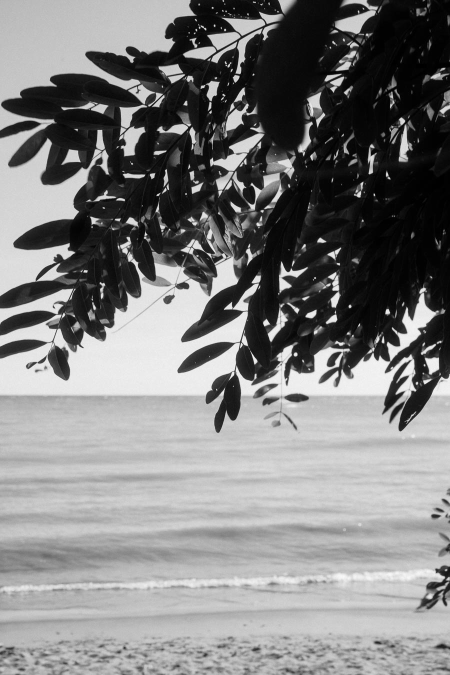 Black and white photo of a serene beach scene with gentle waves lapping the sandy shore, framed by lush overhanging tree branches.