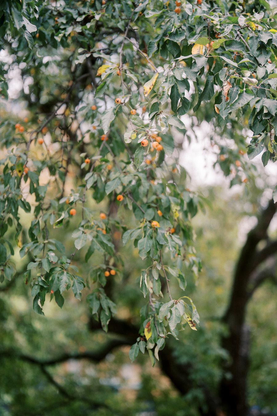 A branch of a tree with lush green leaves and small orange fruits, set against a blurred natural background.