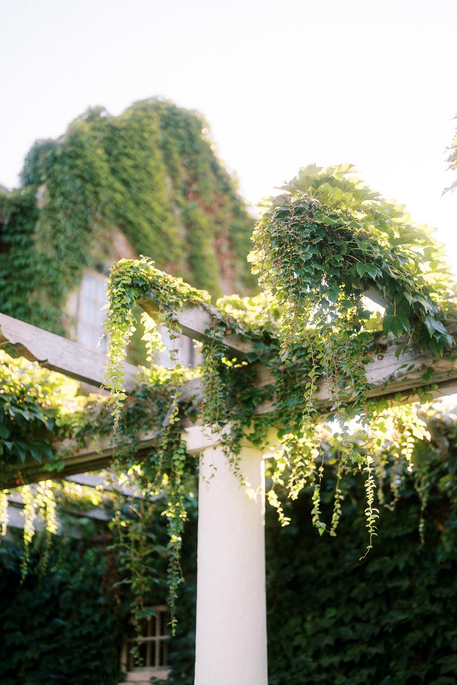 Lush green ivy growing on a wooden pergola in a sunlit garden setting.