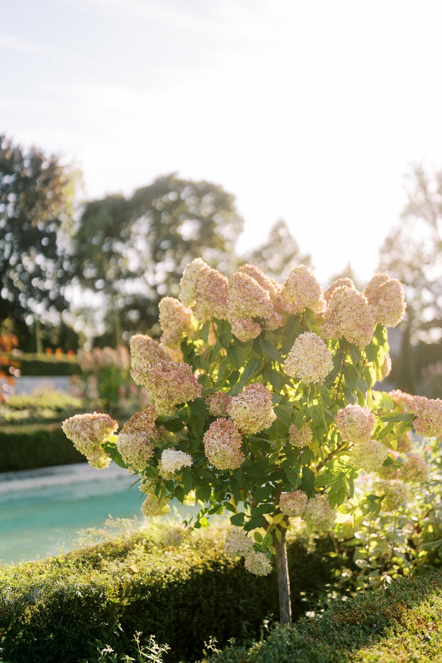 Blooming hydrangea tree with pink and white flowers in a sunlit garden near a turquoise pool, trees in the background.