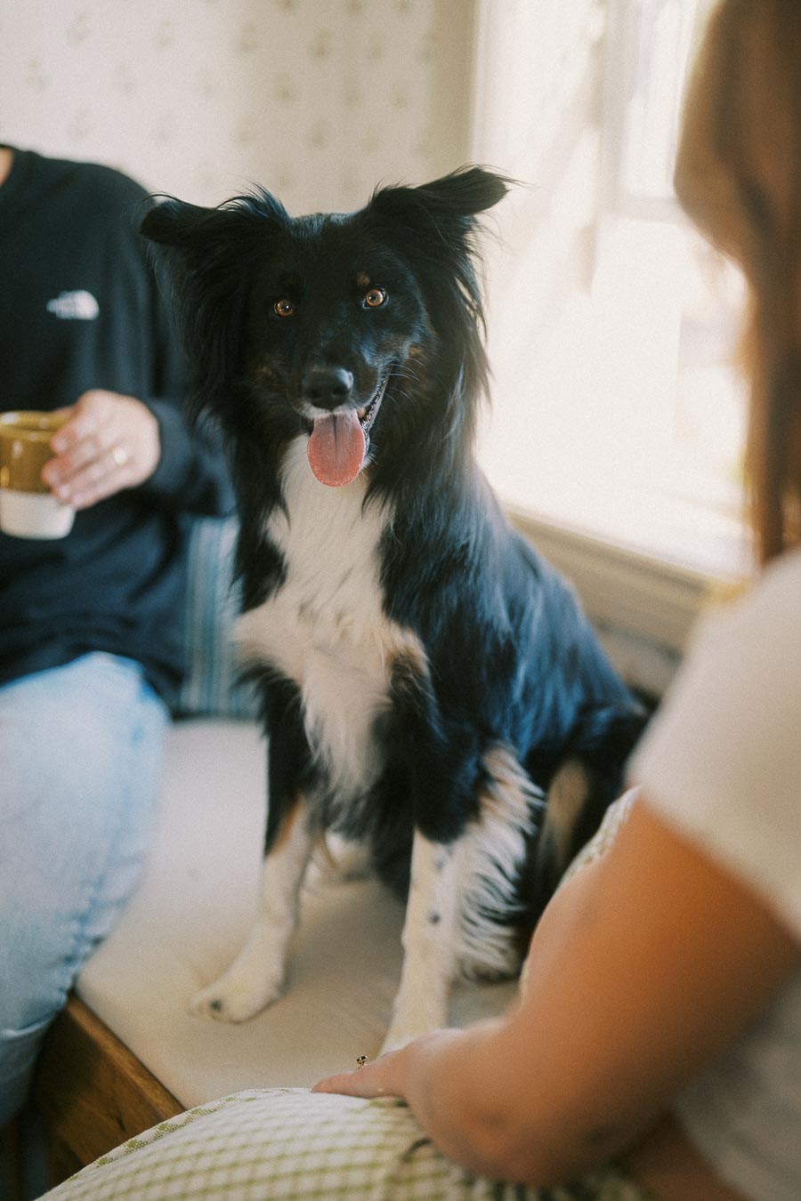 Black and white dog with floppy ears sitting indoors, surrounded by people, with sunlight streaming through a window.