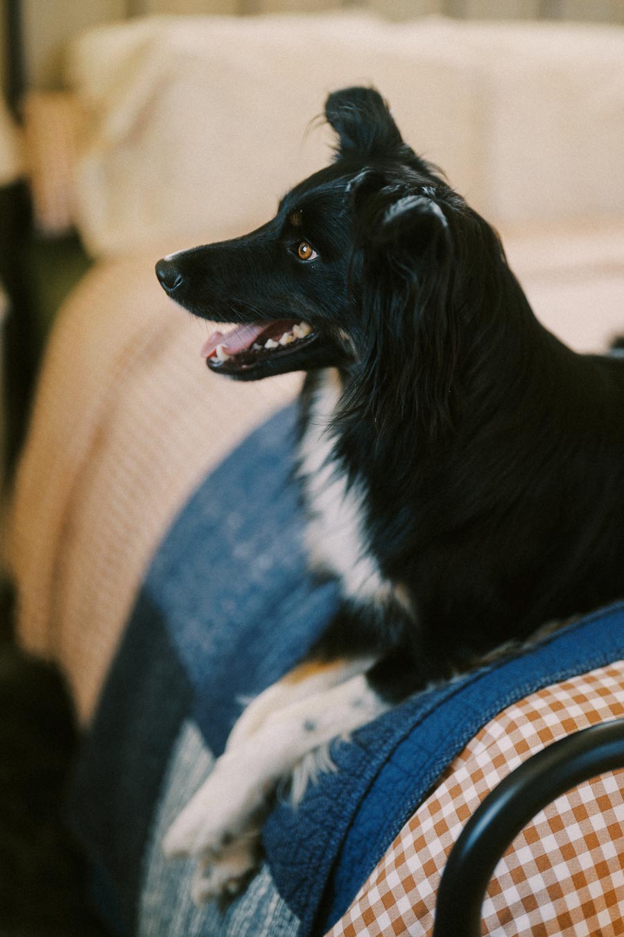 A happy black and white dog sitting on a bed with checkered blankets, showing its profile with ears perked up.