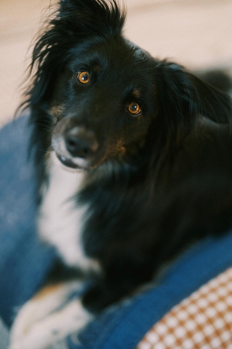 A close-up of a black and white dog with soulful brown eyes, lying on a blue and patterned blanket.