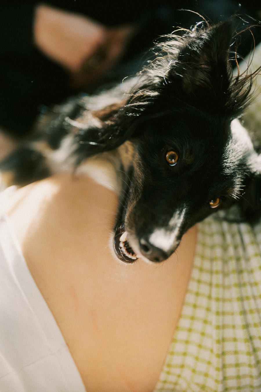 A playful black and white dog with bright eyes and perky ears lying on a person's lap, wearing a green checkered outfit, in a warmly lit environment.