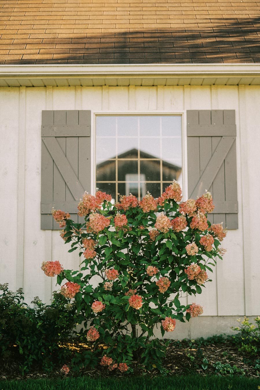Vibrant hydrangea bush with pink blooms in front of a rustic white building with gray wooden shutters and a window reflecting the sky and nearby structure.