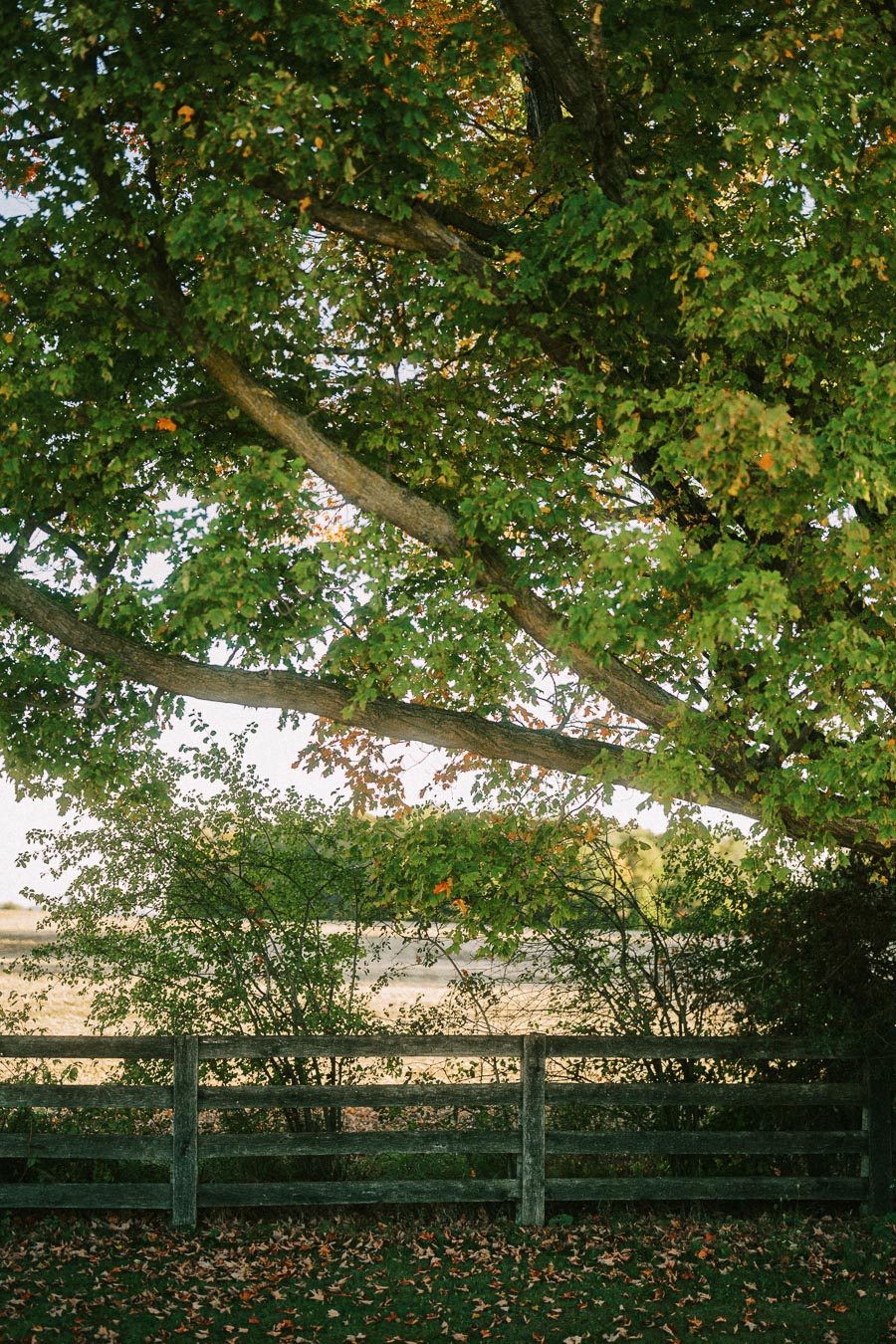 Vibrant autumn landscape with a tall tree showcasing lush green and orange leaves, casting a shadow over a rustic wooden fence and scattered leaves on the grass.