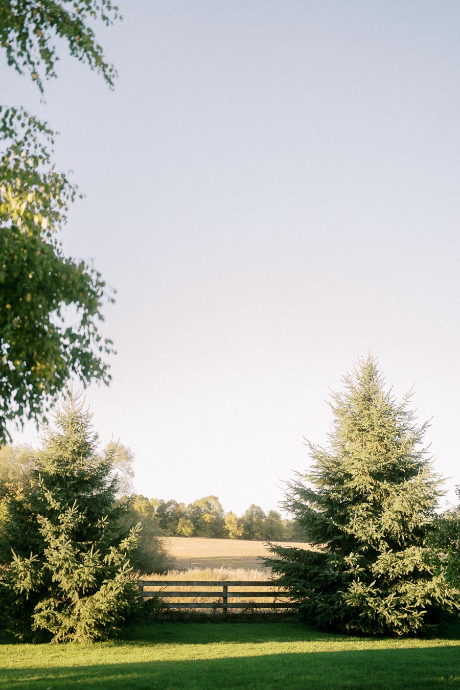A serene landscape with two evergreen trees in the foreground, set against a backdrop of a wooden fence and an open field under a clear blue sky.