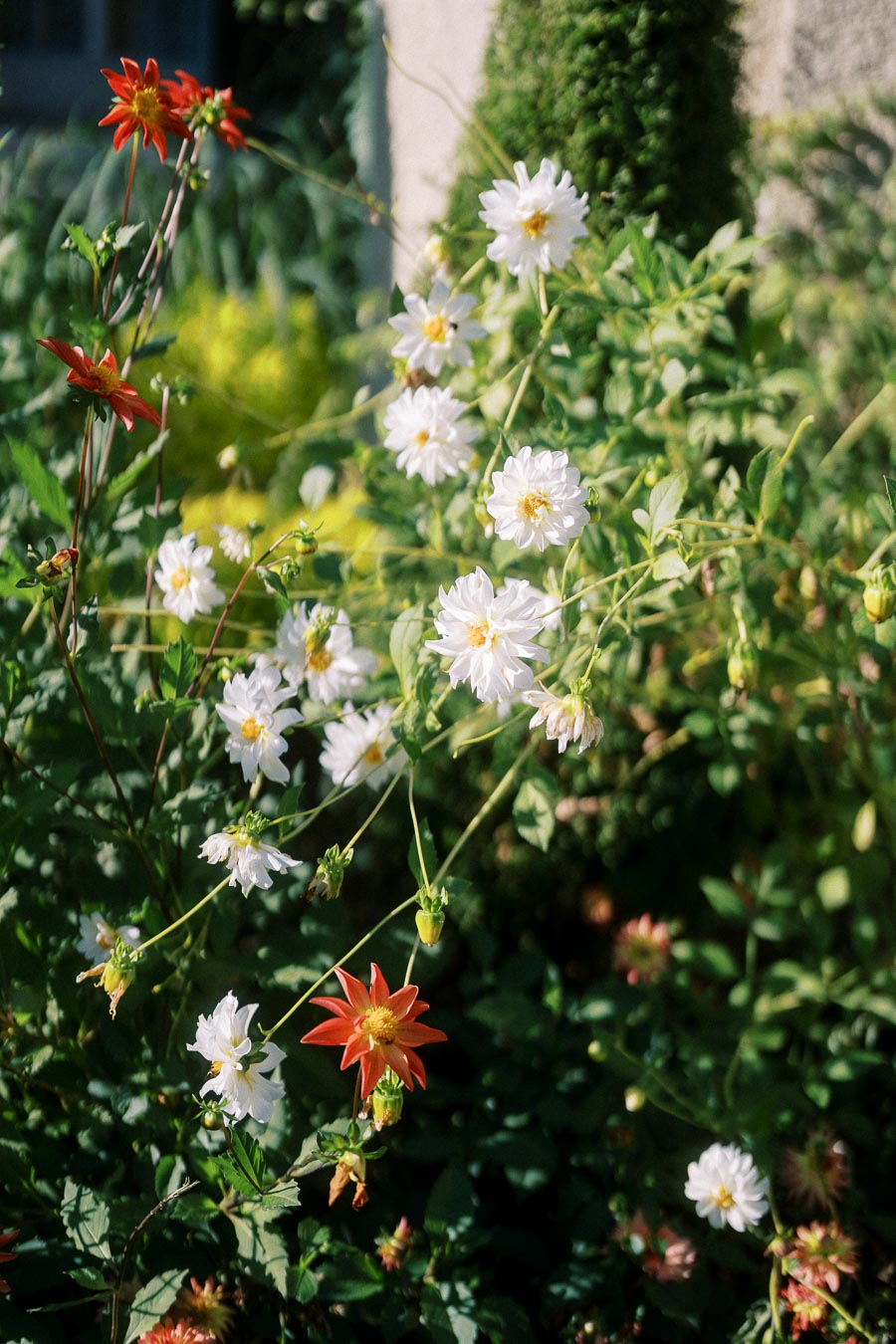 A vibrant garden scene featuring red and white flowers blooming amidst lush green foliage, creating a picturesque and serene natural setting.
