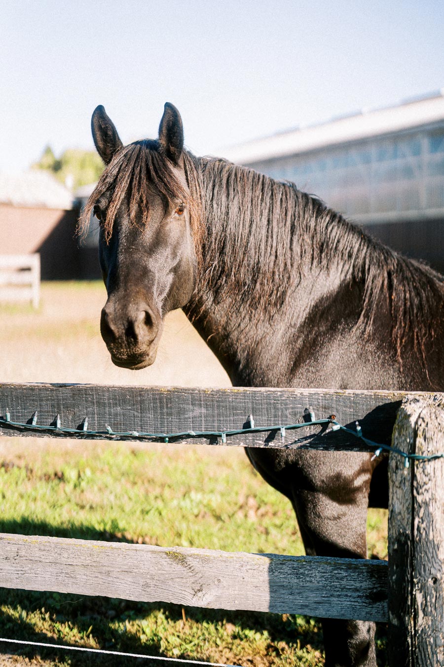 A majestic black horse standing behind a wooden fence on a sunny day at a farm, with a building in the background.