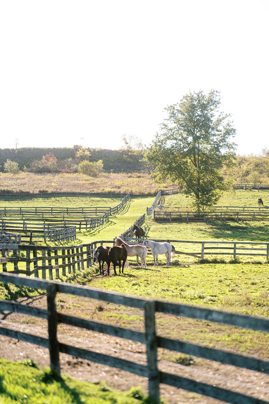 Scenic countryside with a group of horses grazing in a fenced pasture, surrounded by lush green grass and a single tree, under a bright, clear sky.