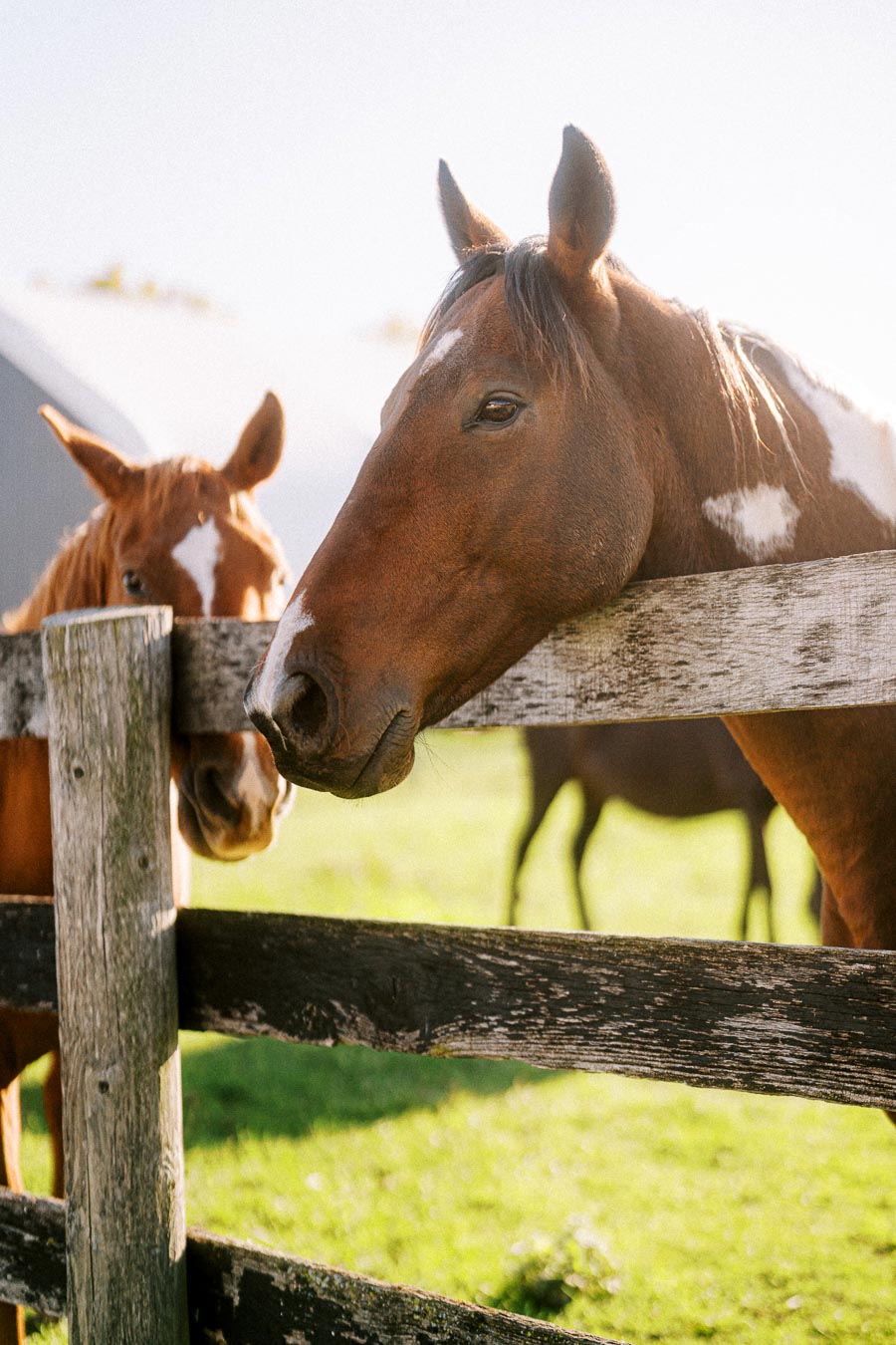Two brown horses standing by a wooden fence on a sunny day in a green pasture.
