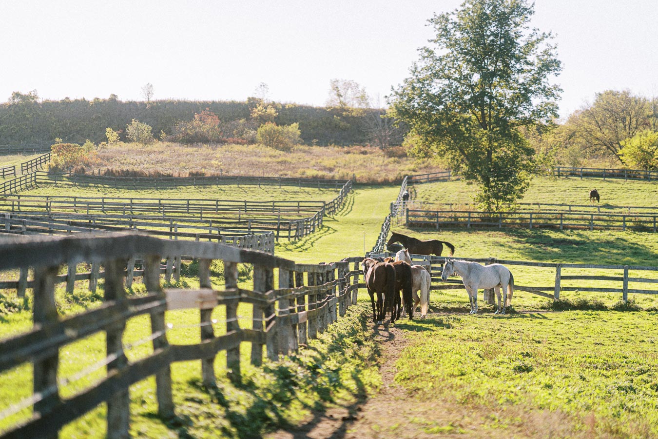 A scenic view of a green pasture with several horses grazing, enclosed by wooden fences, and a large tree under a clear blue sky.