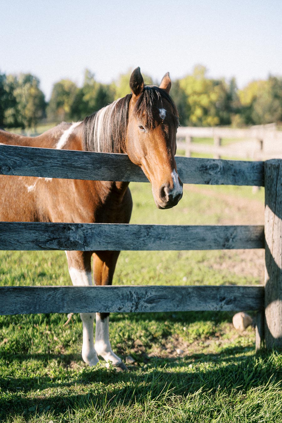 Brown horse standing behind a wooden fence in a sunny countryside setting with green grass and trees in the background.