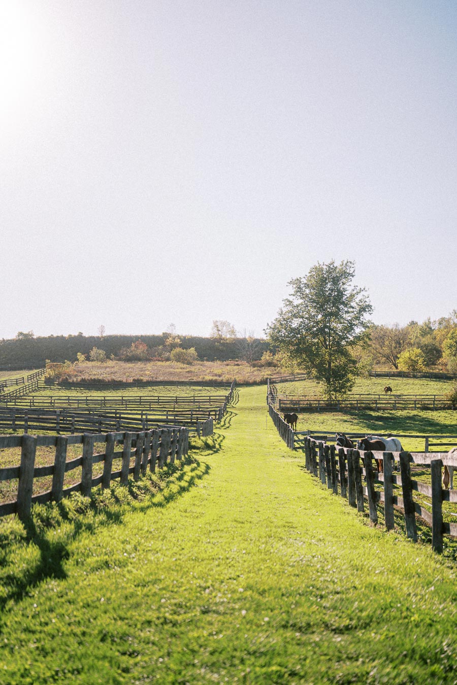 Pastoral landscape with green fields and wooden fences, featuring horses grazing under a clear blue sky.