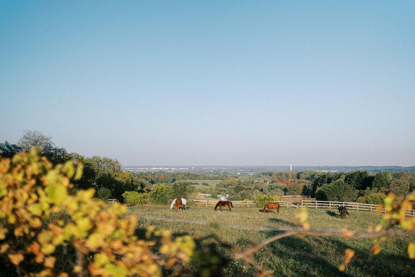 Scenic countryside landscape featuring horses grazing in a lush green field under a clear blue sky, bordered by wooden fences and surrounded by distant rolling hills and a vibrant autumn forest.