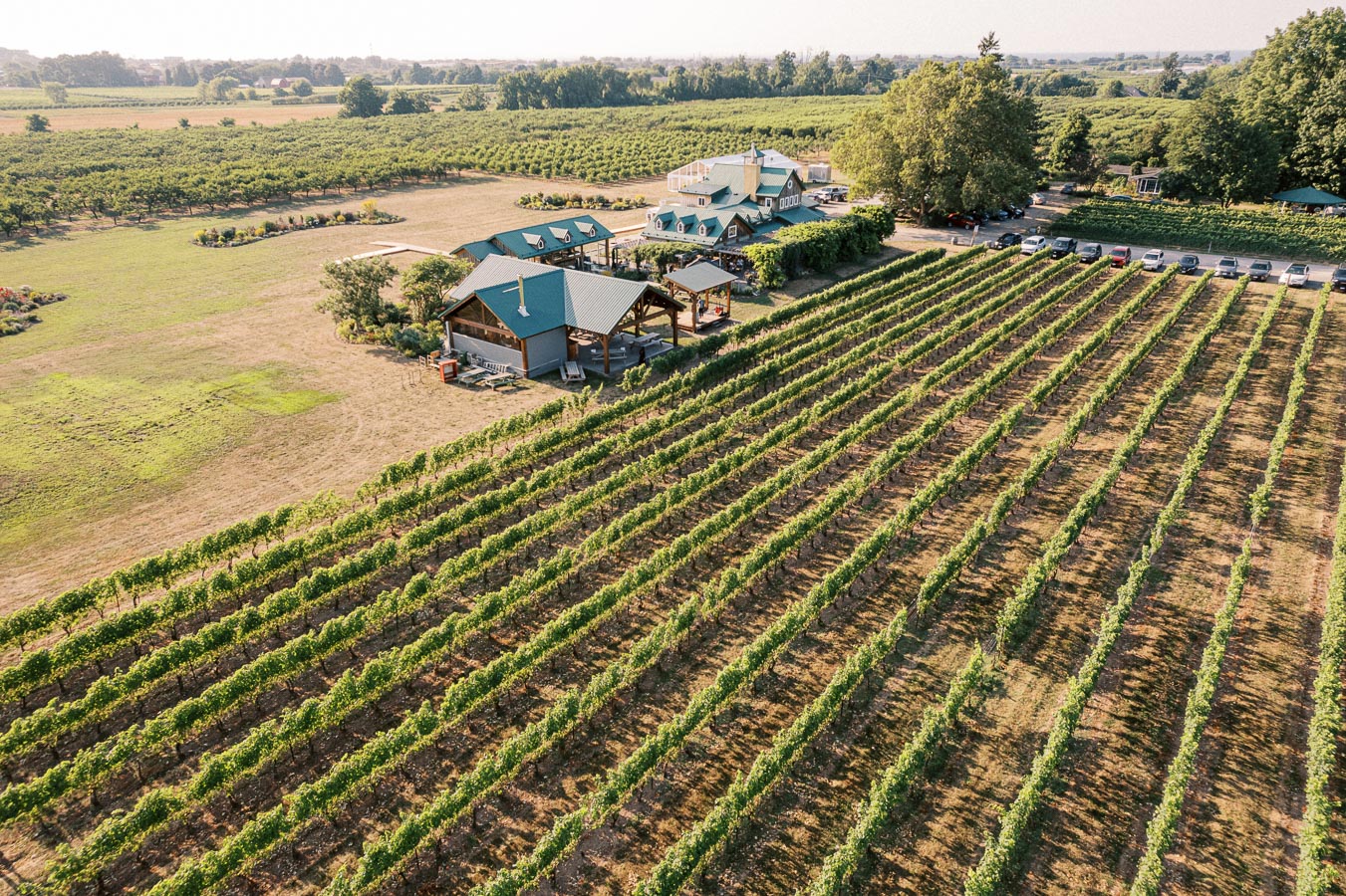 Aerial view of a lush vineyard with rows of grapevines leading to a winery surrounded by greenery and trees under a clear sky.