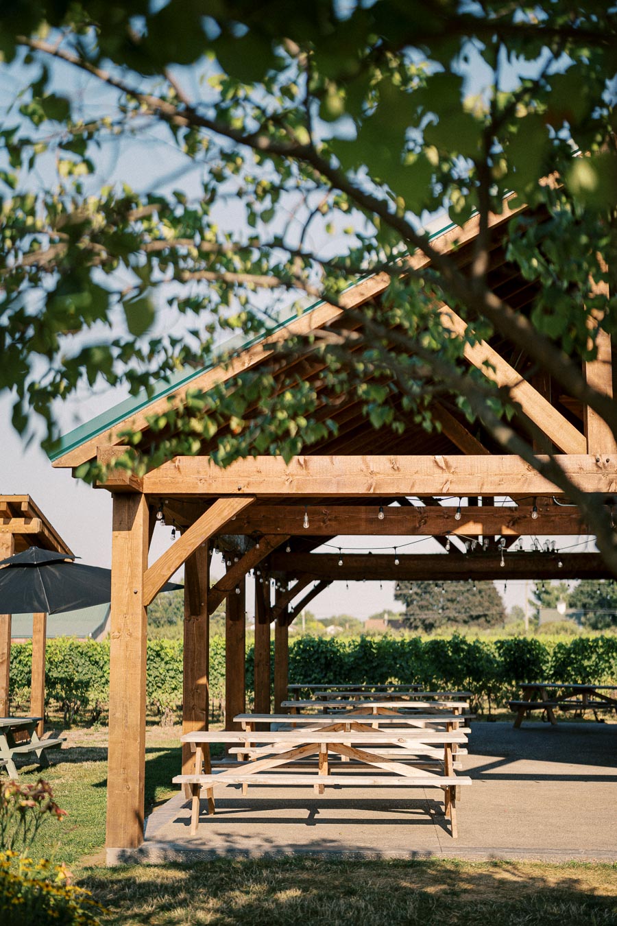 Outdoor wooden pavilion with picnic tables surrounded by lush greenery and vineyard, featuring trees and string lights creating a serene atmosphere under a clear blue sky.