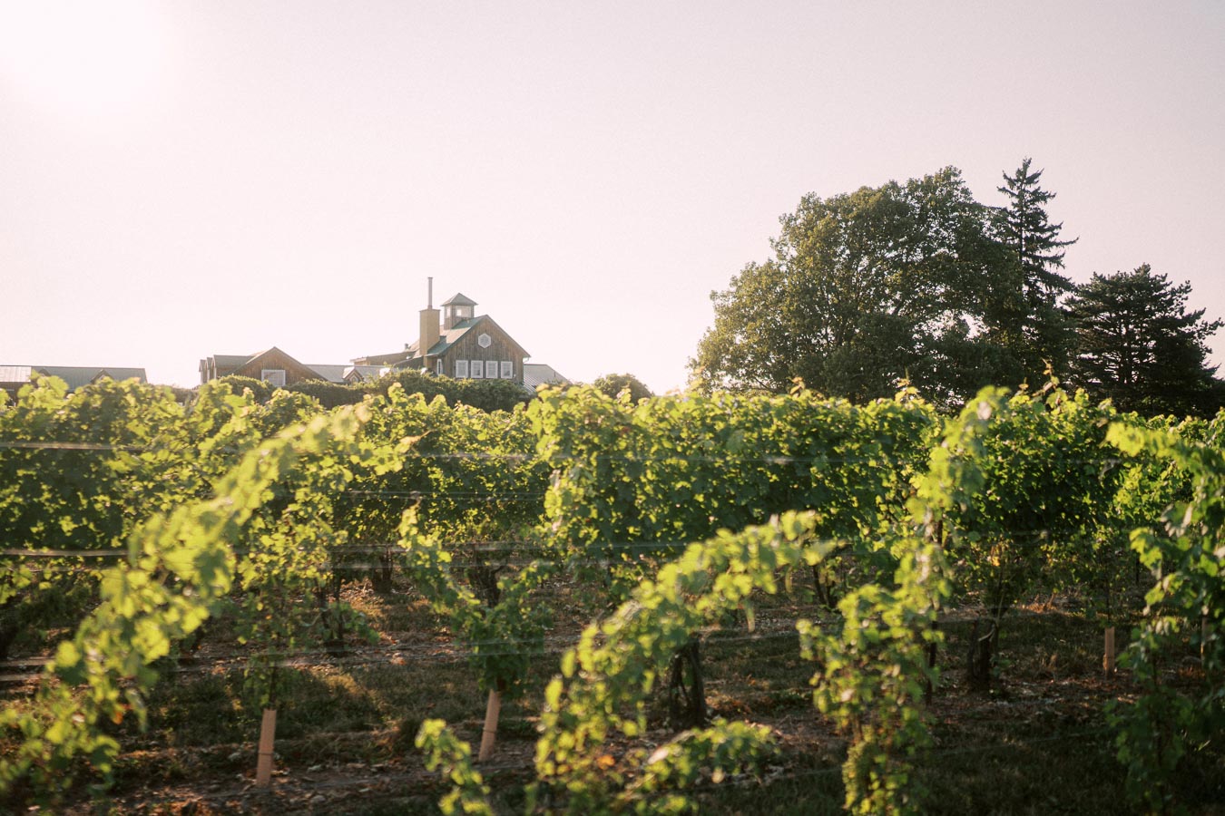 Vineyard at sunset with lush green grapevines and a rustic building in the background, surrounded by large trees under a clear sky.