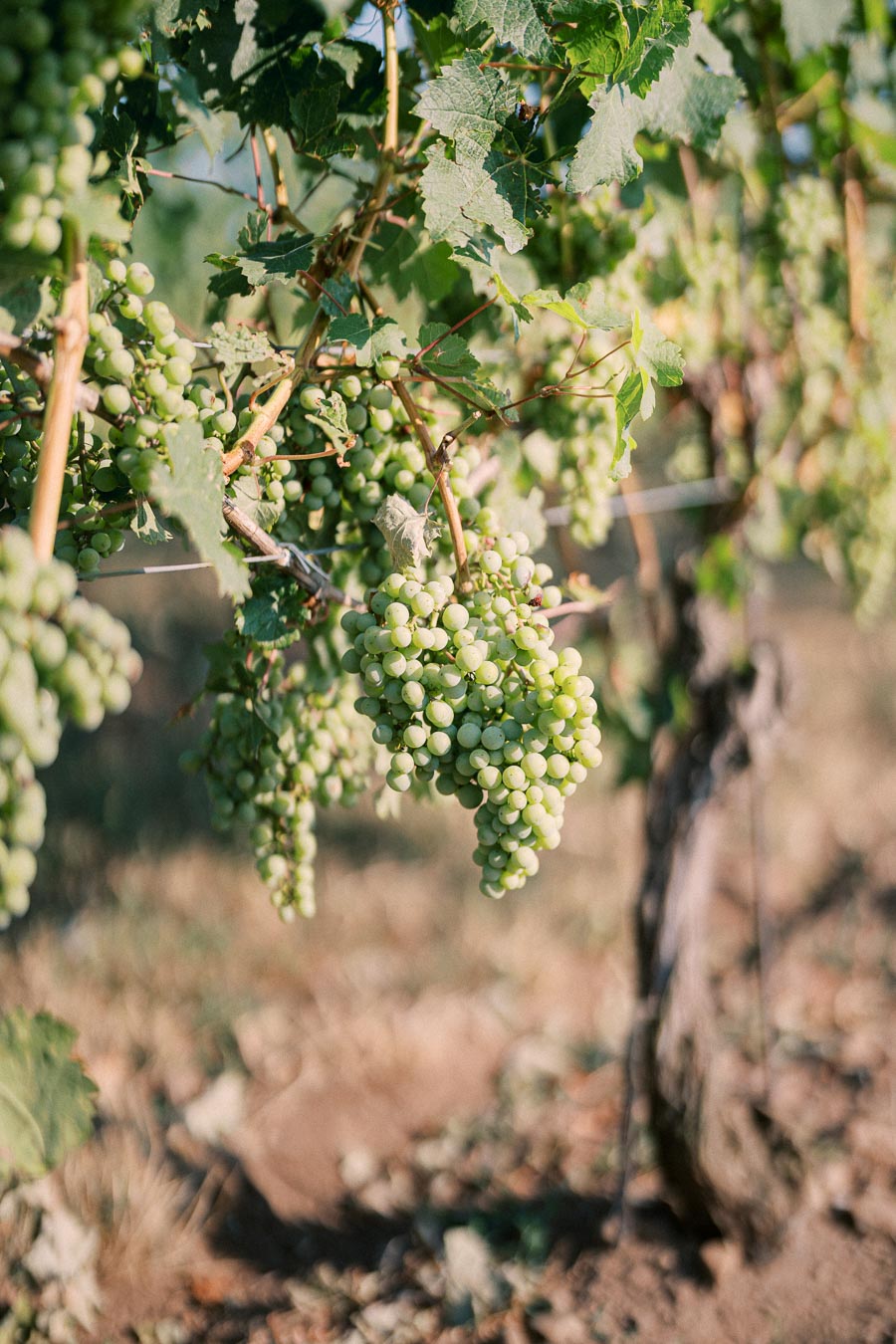 Close-up of green grapes hanging on a vine in a sunlit vineyard, with lush green leaves and blurred background, illustrating a serene agricultural scene.