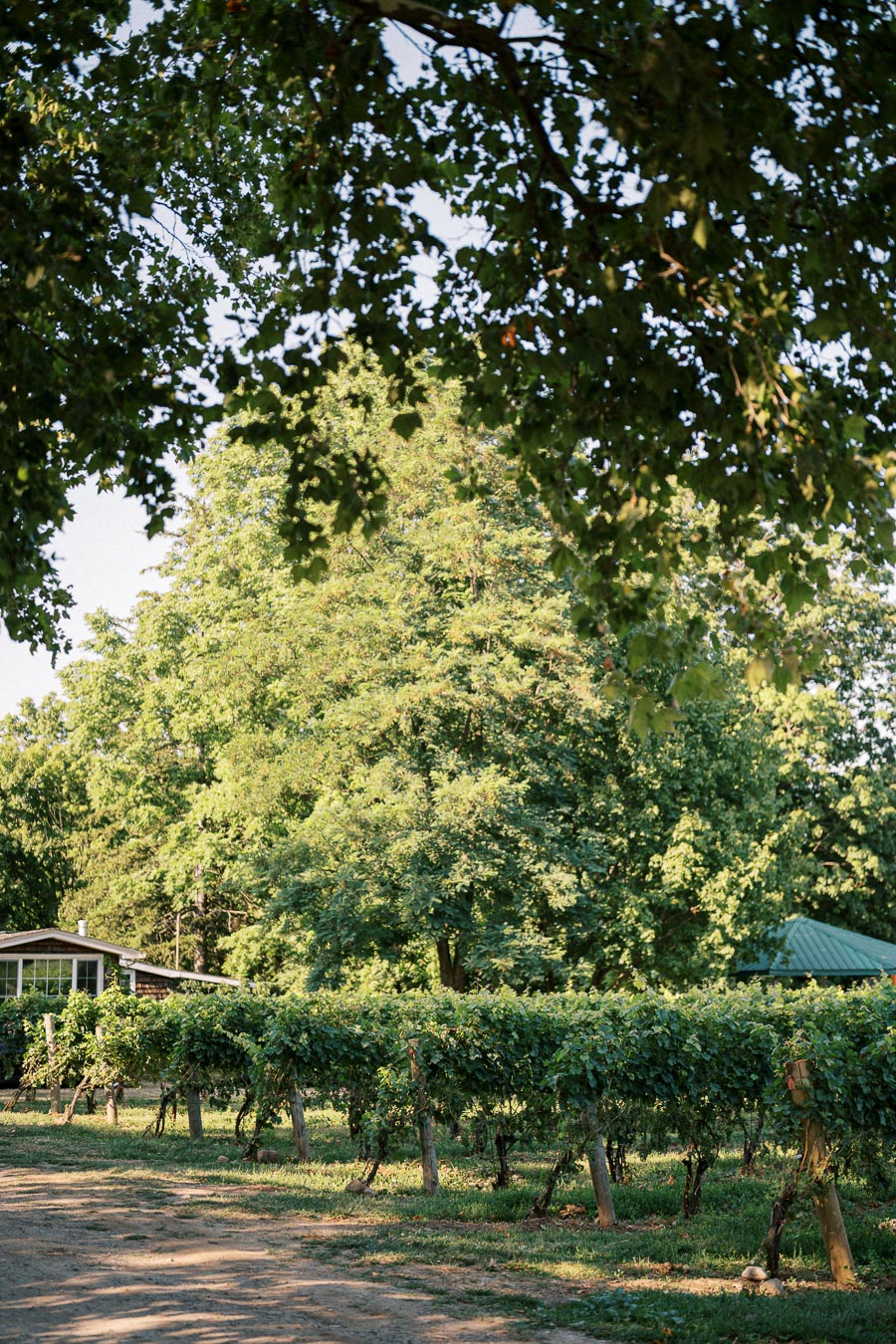 Scenic view of a lush vineyard surrounded by tall green trees under a clear blue sky, with sunlight casting gentle shadows on the ground, creating a tranquil, natural setting.