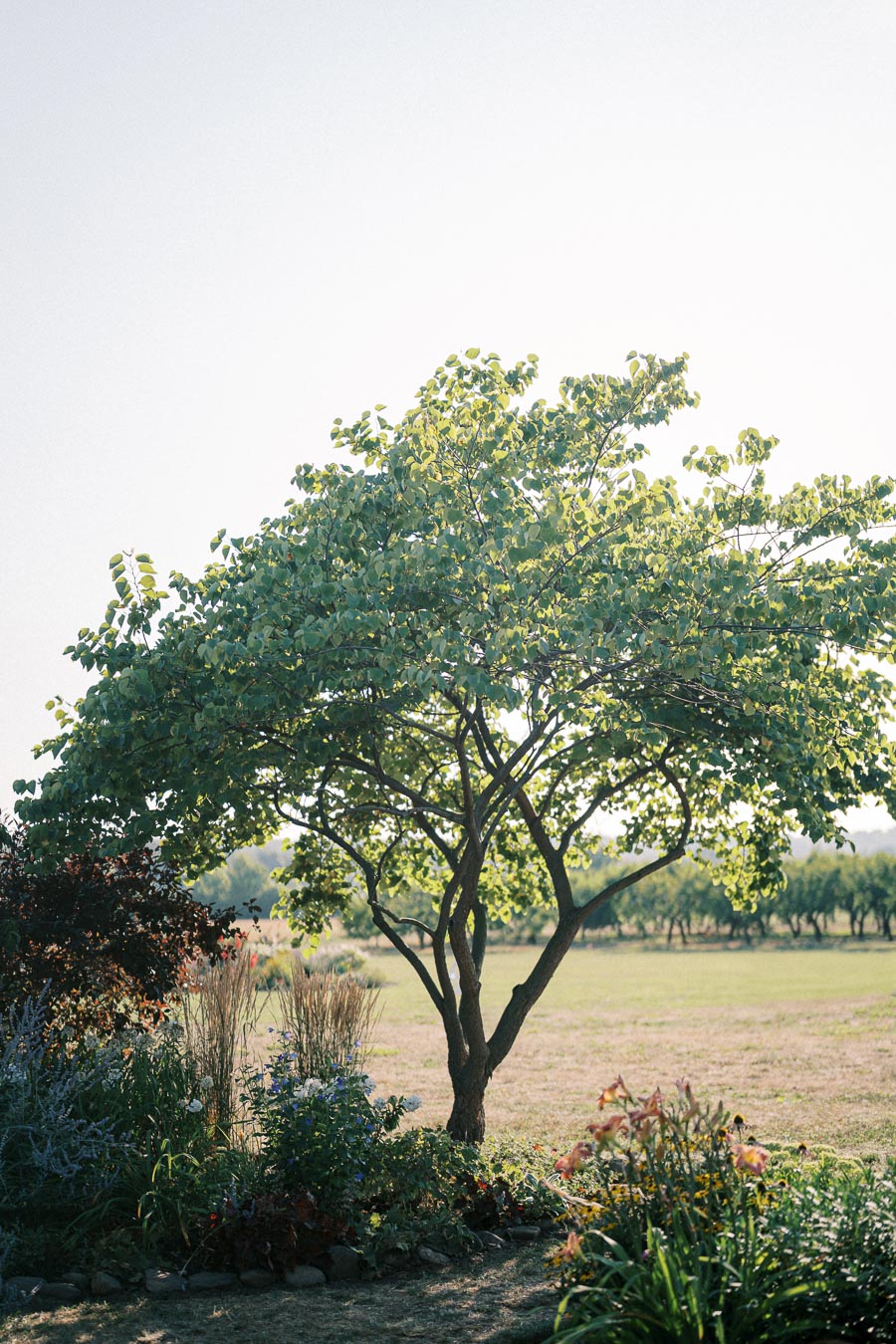 Beautiful green tree in a sunny garden with surrounding plants and grassy field in the background.