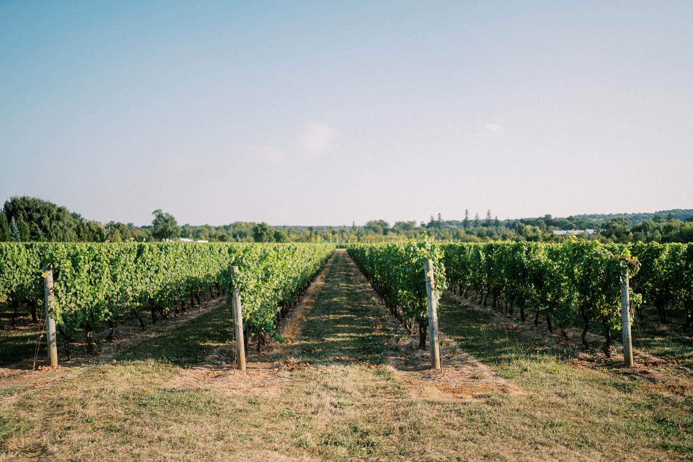 Lush Vineyard Rows Under Clear Blue Sky in Countryside Landscape