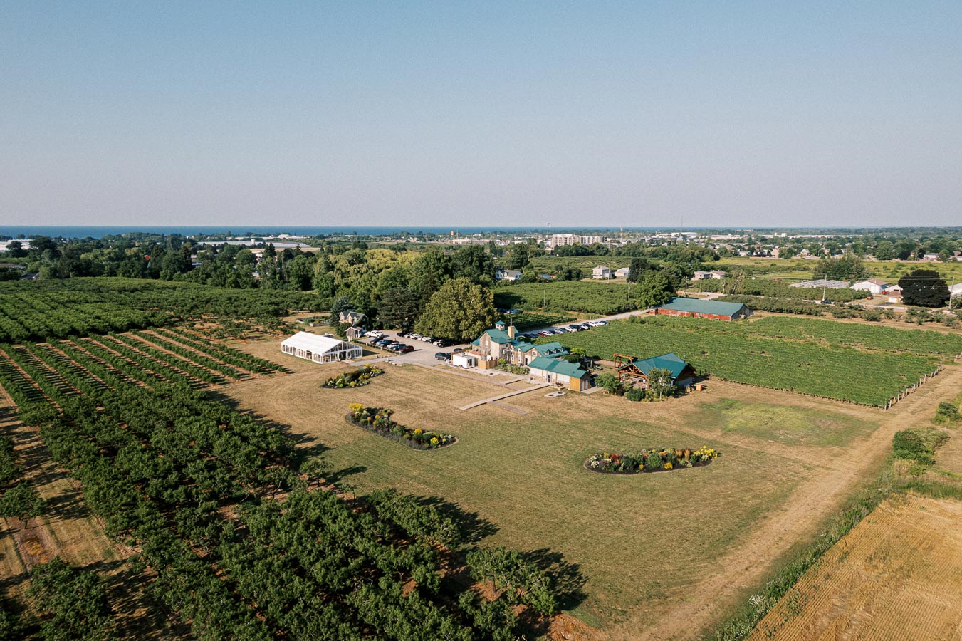 Aerial view of a scenic vineyard with a large white tent and green-roofed buildings surrounded by lush grapevines under a clear blue sky.