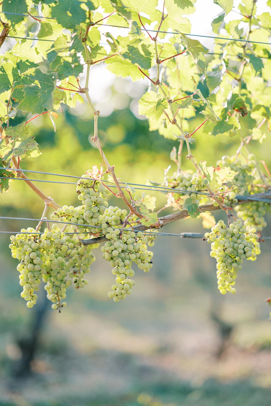 Ripe green grapes hanging from a vine in a sunlit vineyard, surrounded by lush green leaves, symbolizing organic wine production and natural agriculture.