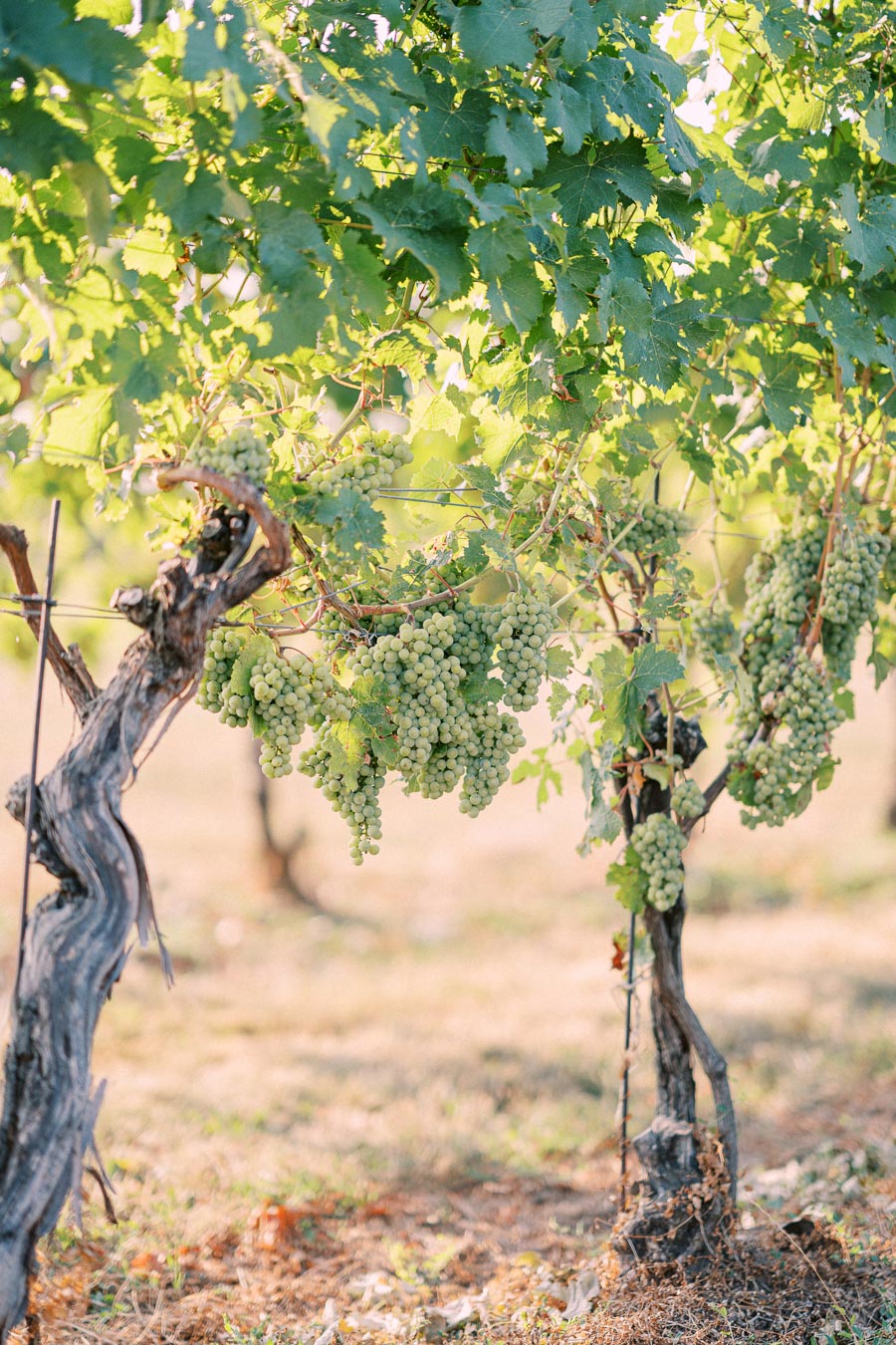 Close-up view of lush green grapes hanging on vines in a sunlit vineyard, showcasing the vibrant vineyard scenery during harvest season.