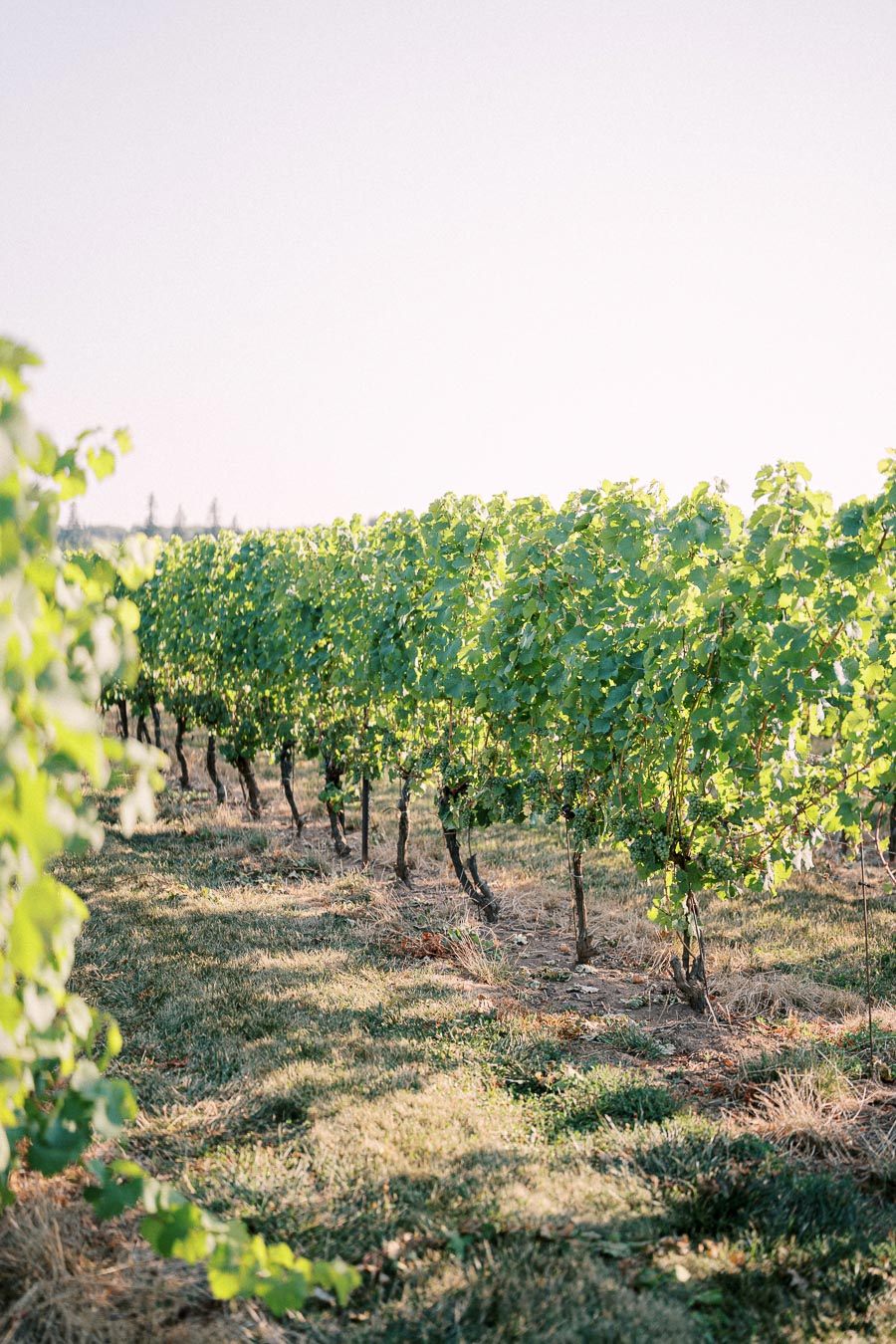 Lush vineyard with rows of grapevines under a clear blue sky, showcasing thriving green foliage and a tranquil agricultural landscape.