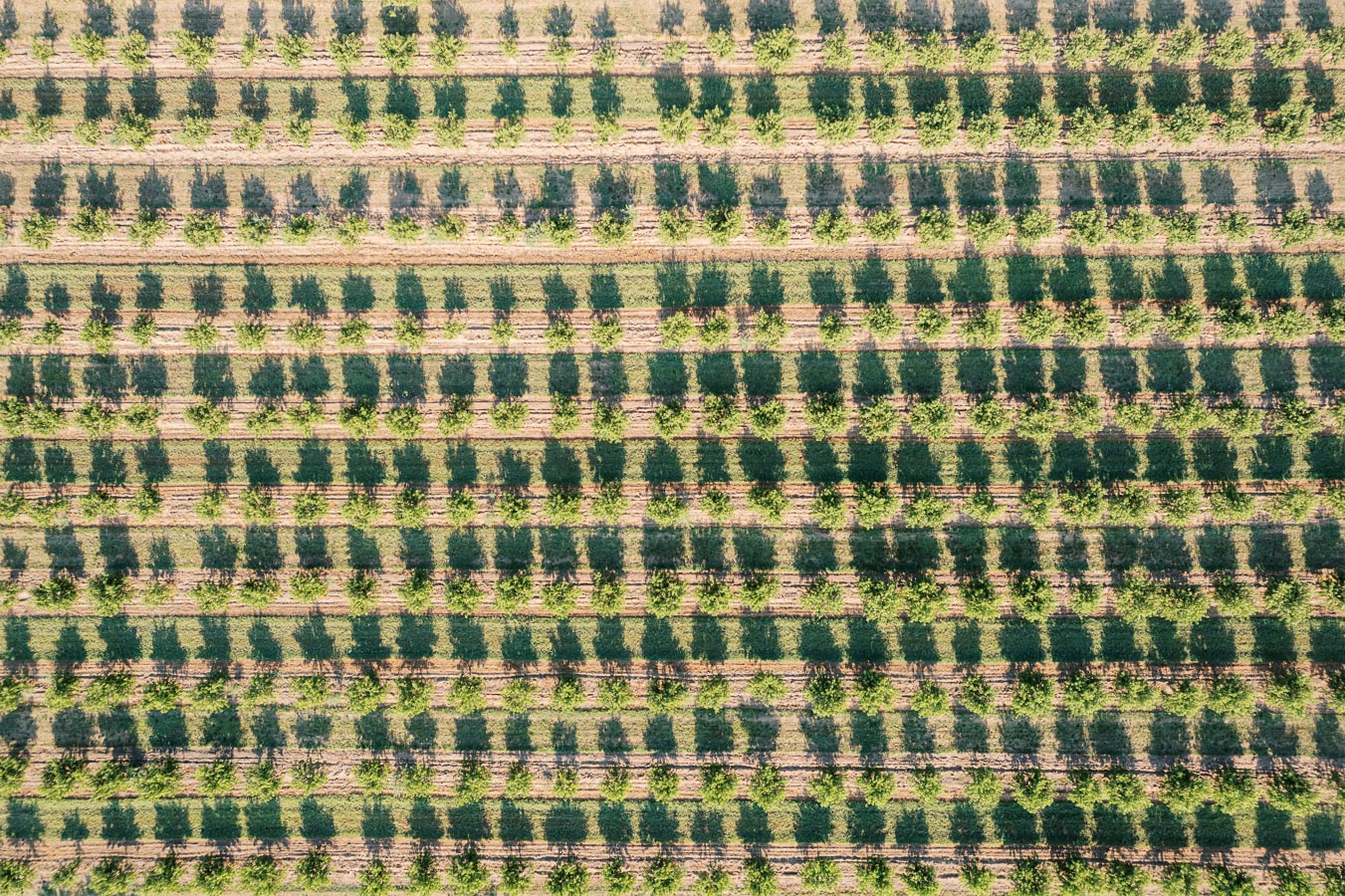 Aerial view of neatly arranged rows of green crops casting shadows on a cultivated field, showcasing efficient agricultural practices.