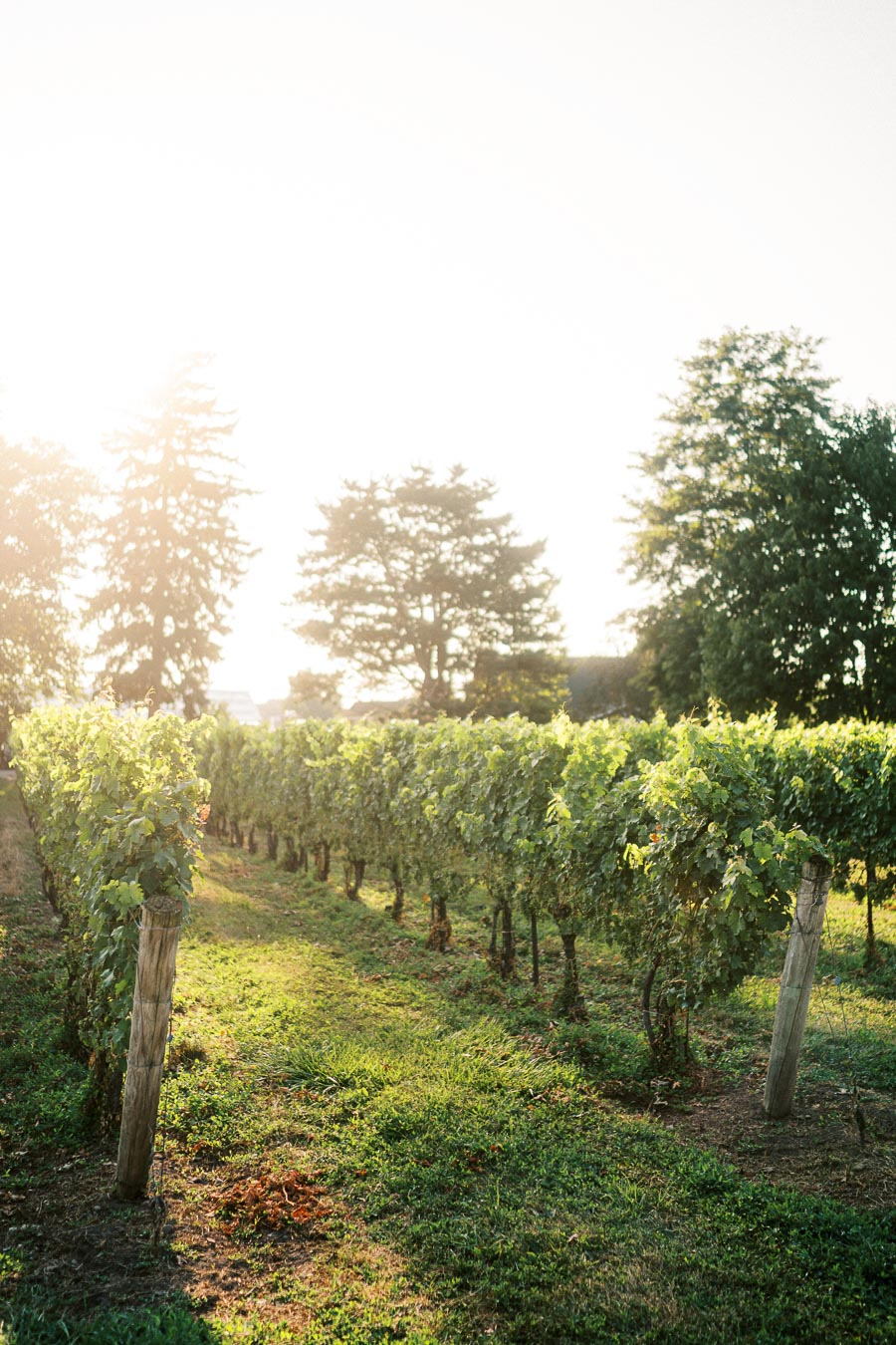 Sunlit vineyard with lush green grapevines and tall trees in the background, capturing a serene rural landscape.