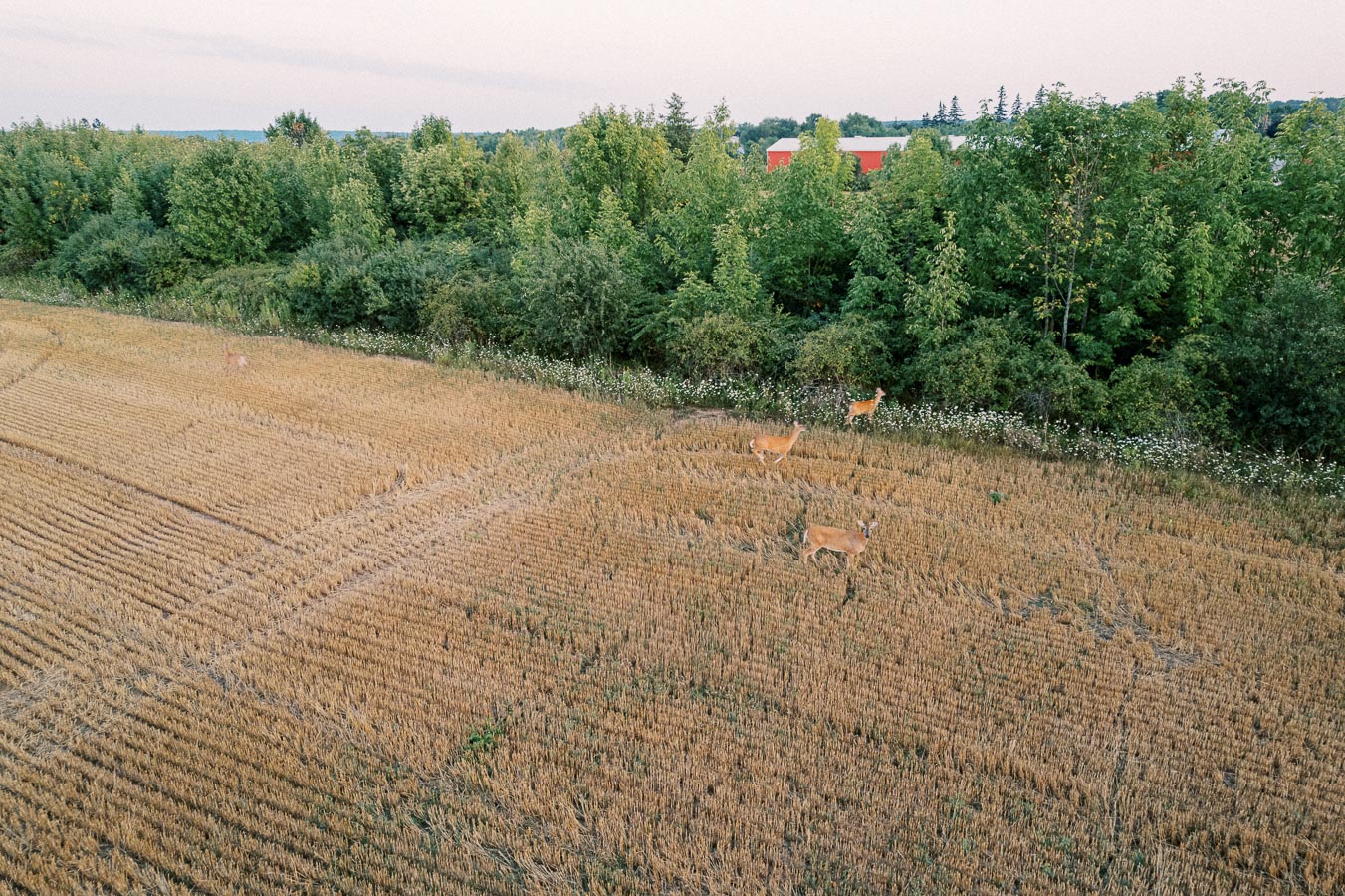 Aerial view of a golden field with three deer grazing near a tree line, featuring lush green foliage and a red barn in the background.