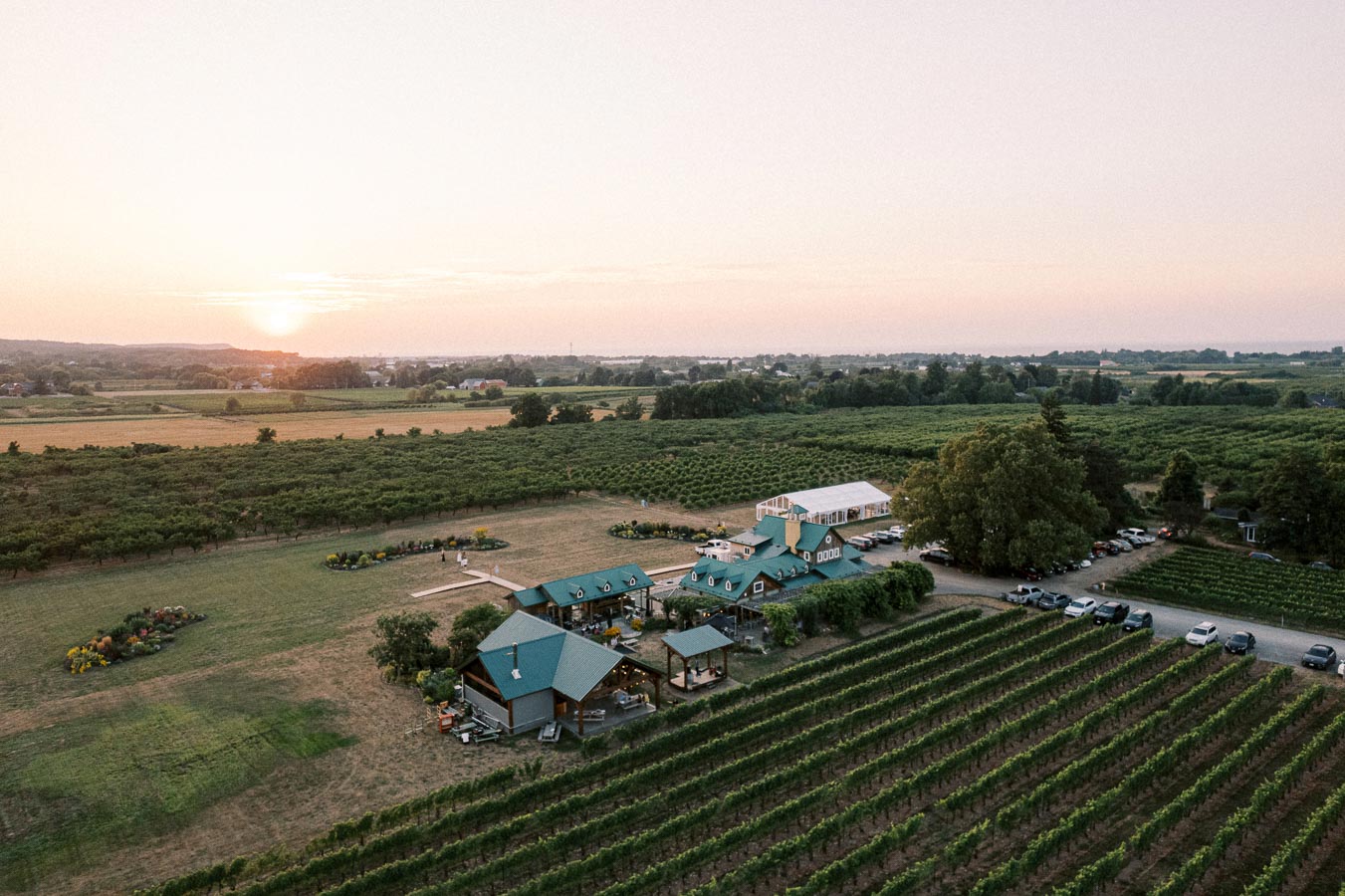Aerial view of a lush vineyard estate at sunset, showcasing rows of grapevines, farm buildings, and surrounding countryside under a serene sky.