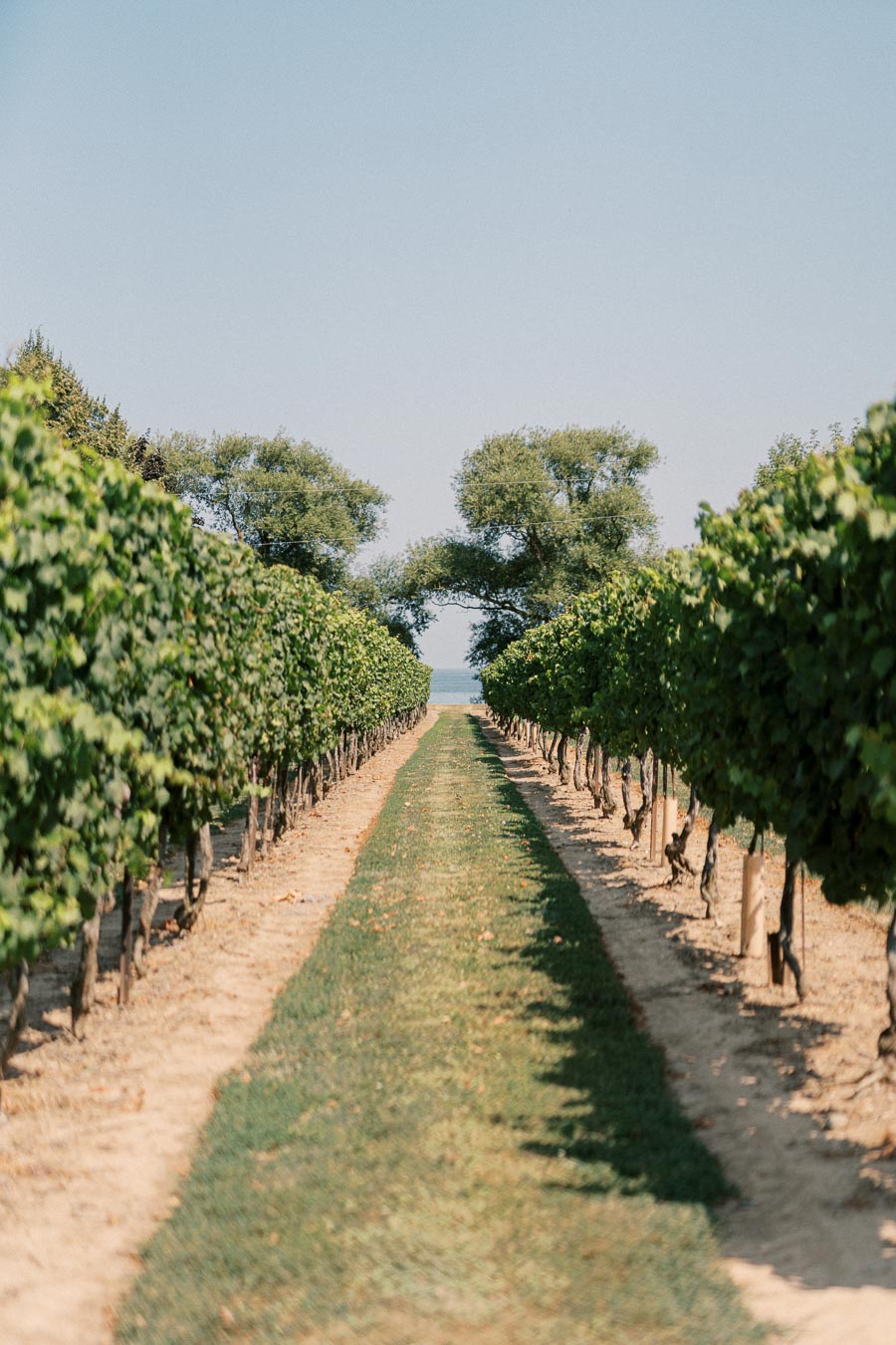 A scenic view of a lush vineyard with rows of green grapevines stretching towards the horizon under a clear blue sky on a sunny day.