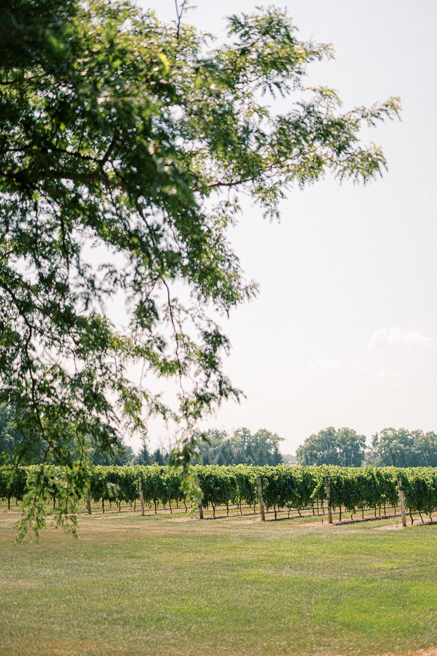 Scenic vineyard landscape with lush green grapevines under a clear blue sky, partially shaded by overhanging tree branches.