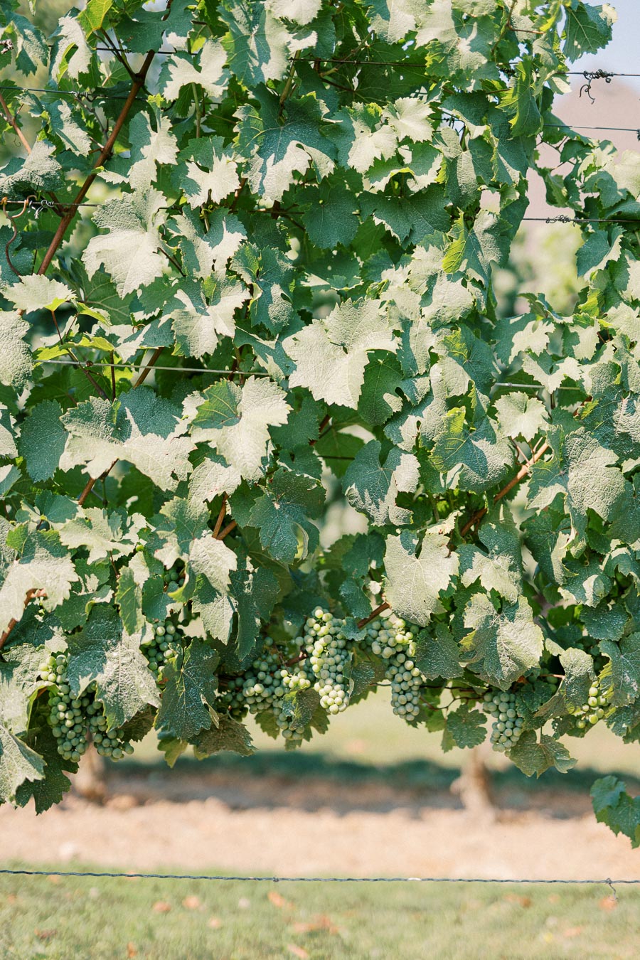 Lush vineyard foliage with clusters of green grapes hanging from vines, perfect for wine production.